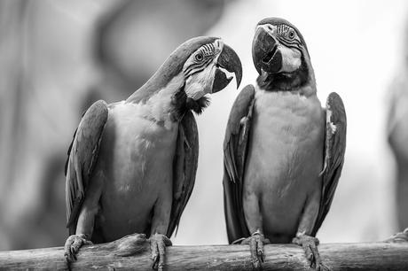 Escucha activa: técnicas prácticas para convertirte en un experto Escucha activa: técnicas prácticas para convertirte en un experto