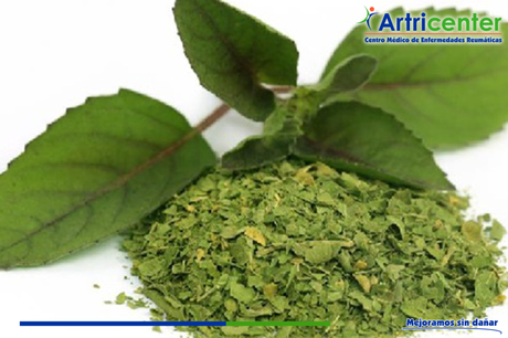 Beneficios de la hierba santa.