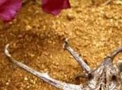 Harpagofito, planta medicinal propiedades antiinflamatorias