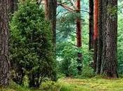 reforestación, cuál importancia beneficios trae