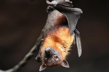 El #coronavirus lleva más de 70 años infectando a los murciélagos