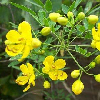 El sen o Cassia Angustifolia, una planta laxante natural para consumir como té sen laxante