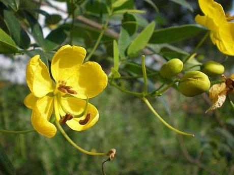 El sen o Cassia Angustifolia, una planta laxante natural para consumir como té peligros del sen