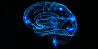 Las Conexiones en el Cerebro son las mismas en todos los Mamíferos