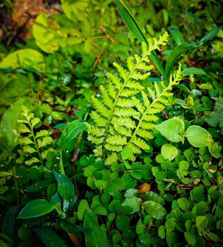 Cómo evitar que las plantas se mueran en vacaciones