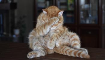 De los sacrílegos y sus sacrilegios Parte XIX : De tu restaurante preferido en tiempo de vacaciones