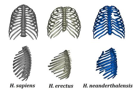 El pecho de Homo erectus