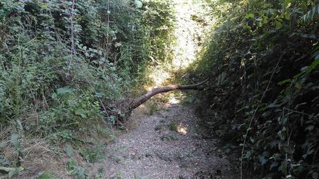 De La Floresta a Valldoreix | Serra de Collserola