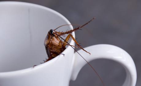 ¿Cómo pueden transmitir las cucarachas enfermedades a los humanos?