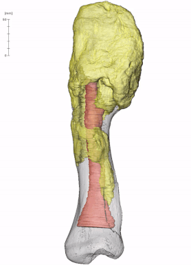 Descubren cáncer en un dinosaurio