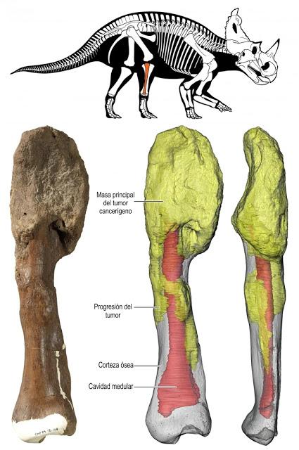 Descubren cáncer en un dinosaurio