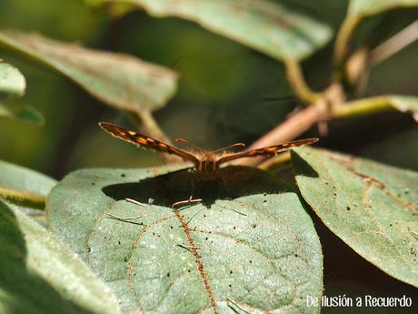 Mariposa entre la laurisilva en Tenerife