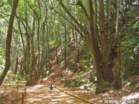 Bosque de monteverde y laurisilva en Tenerife