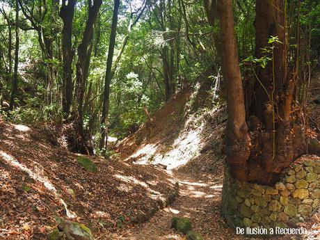 Sendero de los Guardianes Centenarios en Tenerife