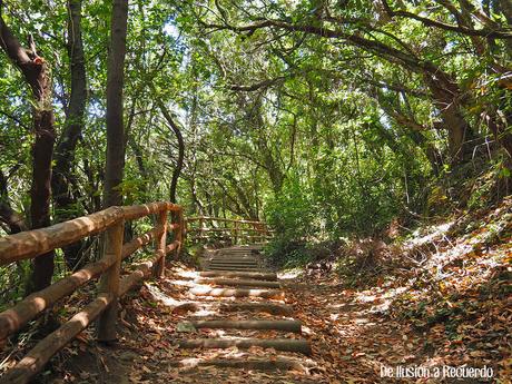 Bosque Agua García en Tenerife