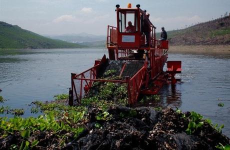 Lirio acuático no ha sido limpiado por completo de la Presa de San José Lirio acuático no ha sido limpiado por completo de la Presa de San José