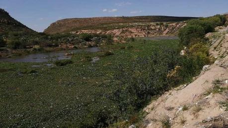 Lirio acuático no ha sido limpiado por completo de la Presa de San José Lirio acuático no ha sido limpiado por completo de la Presa de San José
