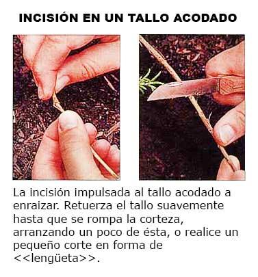 Acodo, bulbos y tubérculos son técnicas de propagación de especies Incisión en un tallo acodado.