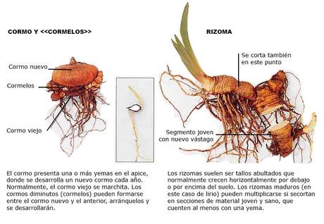 Cormo y cormelos.