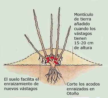 Acodo, bulbos y tubérculos son técnicas de propagación de especies Realización del acodo subterráneo.