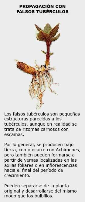 Acodo, bulbos y tubérculos son técnicas de propagación de especies Propagación con falsos tubérculos.