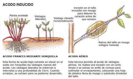 Acodo, bulbos y tubérculos son técnicas de propagación de especies Tipos de acodos inducidos.