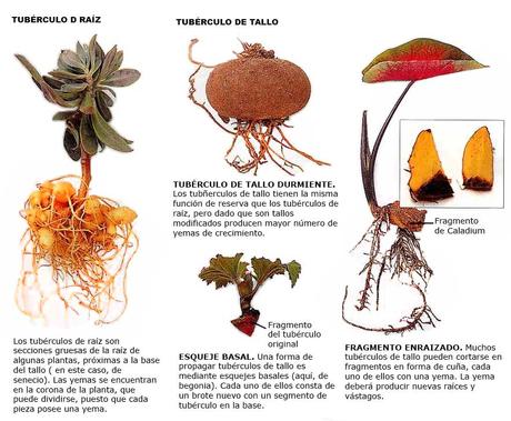 Acodo, bulbos y tubérculos son técnicas de propagación de especies Tipos de tubérculos.