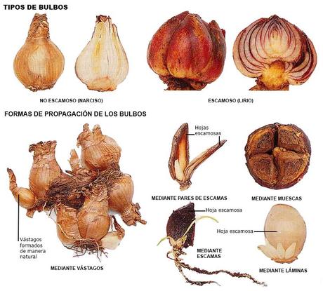 Acodo, bulbos y tubérculos son técnicas de propagación de especies Tipos de bulbos y forma de propagación de los bulbos.