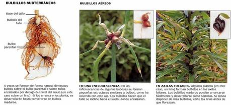 Acodo, bulbos y tubérculos son técnicas de propagación de especies Bulbillos subterráneos y bulbillos aéreos.