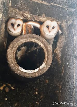 Sorpresa en la chimenea