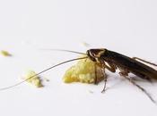 Rentokil Initial: cucarachas causan cada infestaciones plagas España