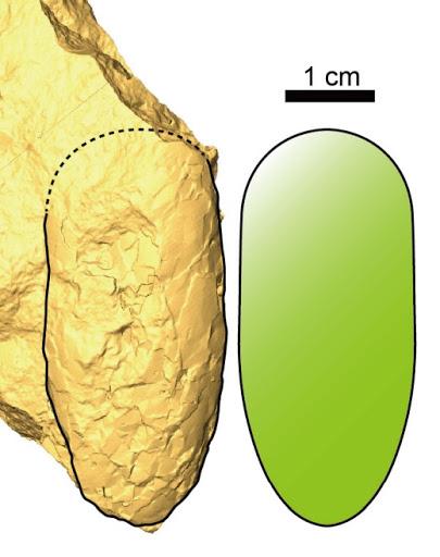 Los huevos de dinosaurio más pequeños del Mesozoico