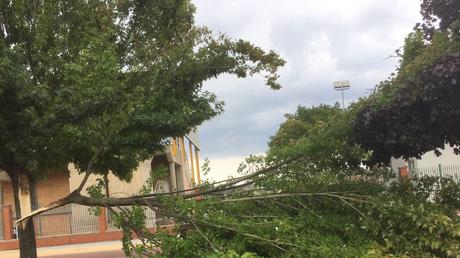 Un rama de gran tamaño cae sobre la acera de la avenida de Asturias y nuevo corte en la Carretera de Peñalba