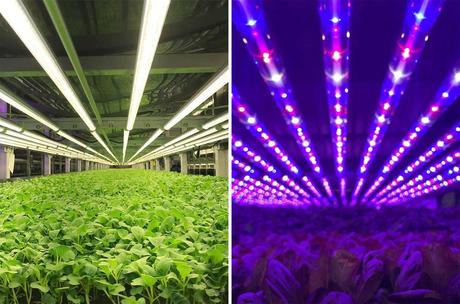 Agricultura vertical + Análisis de datos + Inteligencia artificial, la nueva ola de empresas agritech que buscan revolucionar la producción de alimentos