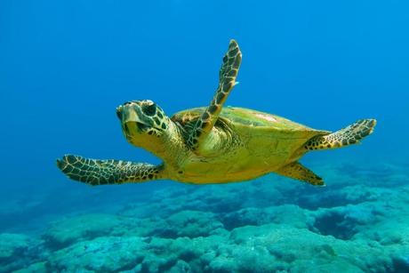 Todo sobre la Tortuga boba (Caretta caretta)