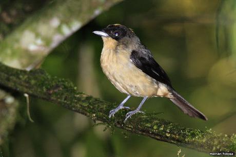 Frutero corona amarilla (Trichothraupis melanops)