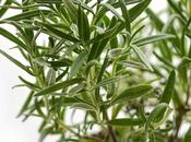 Romero leyenda propiedades