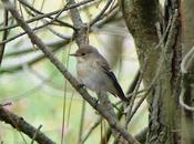 primeros papamoscas cerrojillos