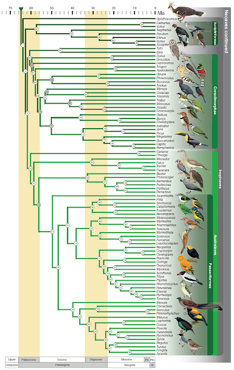 Nuevo árbol evolutivo de las aves