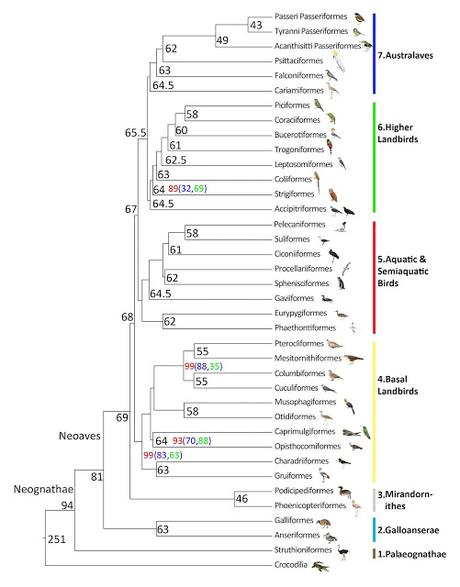 Nuevo árbol evolutivo de las aves