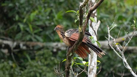 Nuevo árbol evolutivo de las aves