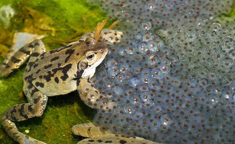 Datos curiosos sobre los anfibios