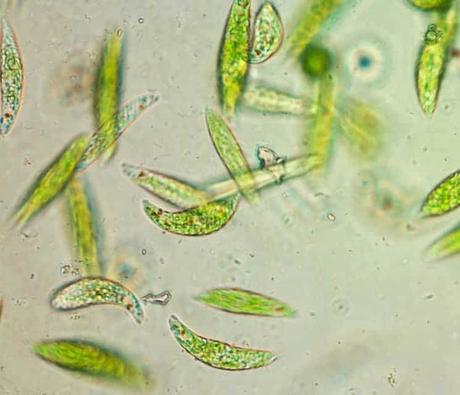 Reino protista o protoctista ¿qué es esta clasificación?