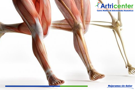 ¿Qué son los tendones?