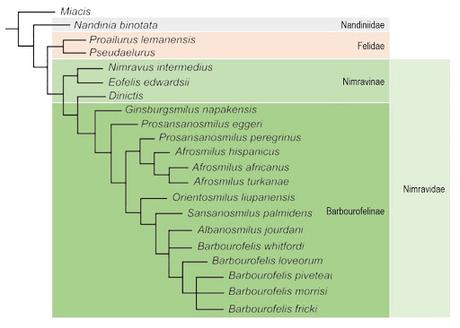 Nuevo dientes de sable y el destino de los barburofélidos Nuevo dientes de sable y el destino de los barburofélidos