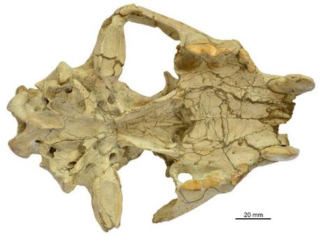Nuevo dientes de sable y el destino de los barburofélidos Nuevo dientes de sable y el destino de los barburofélidos