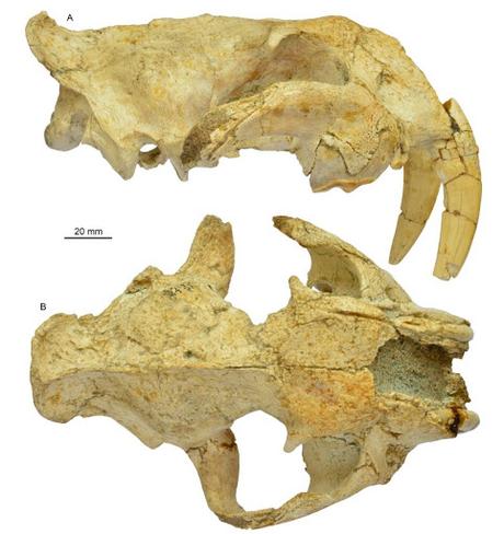 Nuevo dientes de sable y el destino de los barburofélidos