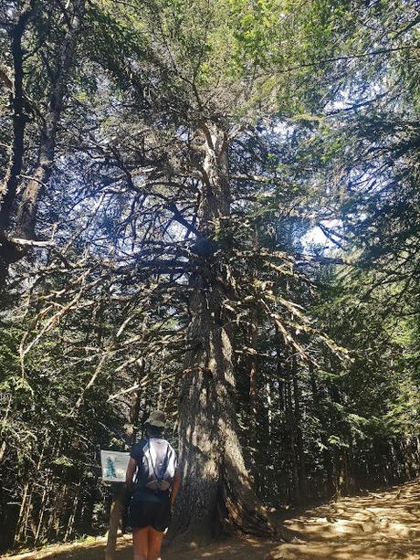 AIGÜES TORTES: Sant Maurici y Refugio de Amitges