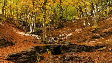 Una aplicación para conocer flores, plantas y árboles… y disfrutarlos en nuestros bosques
