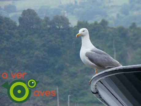 Costa, montaña, bosques, ríos, pueblos y, por supuesto, aves